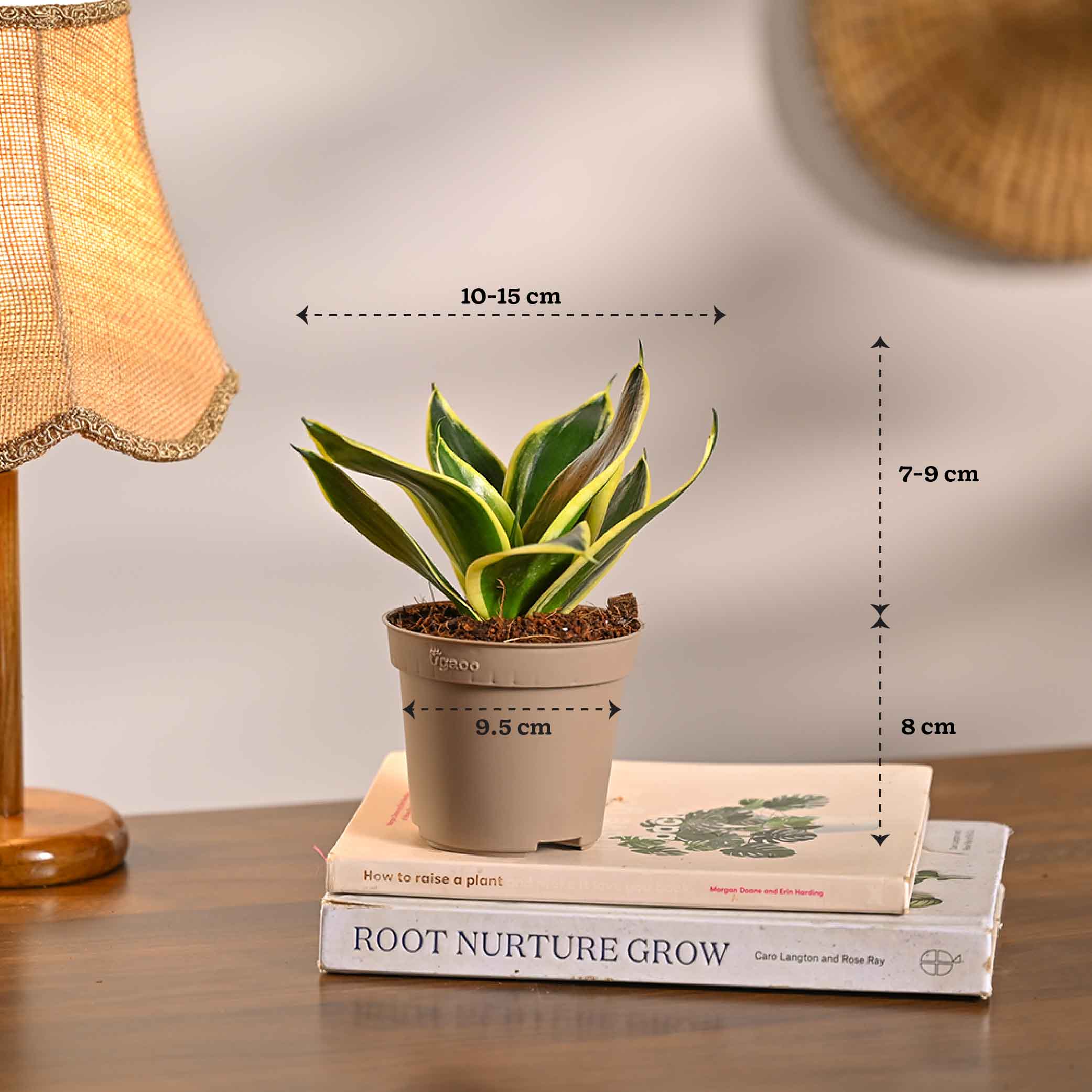 Pack of 4 Home Decor Plant Bundle - Image 8