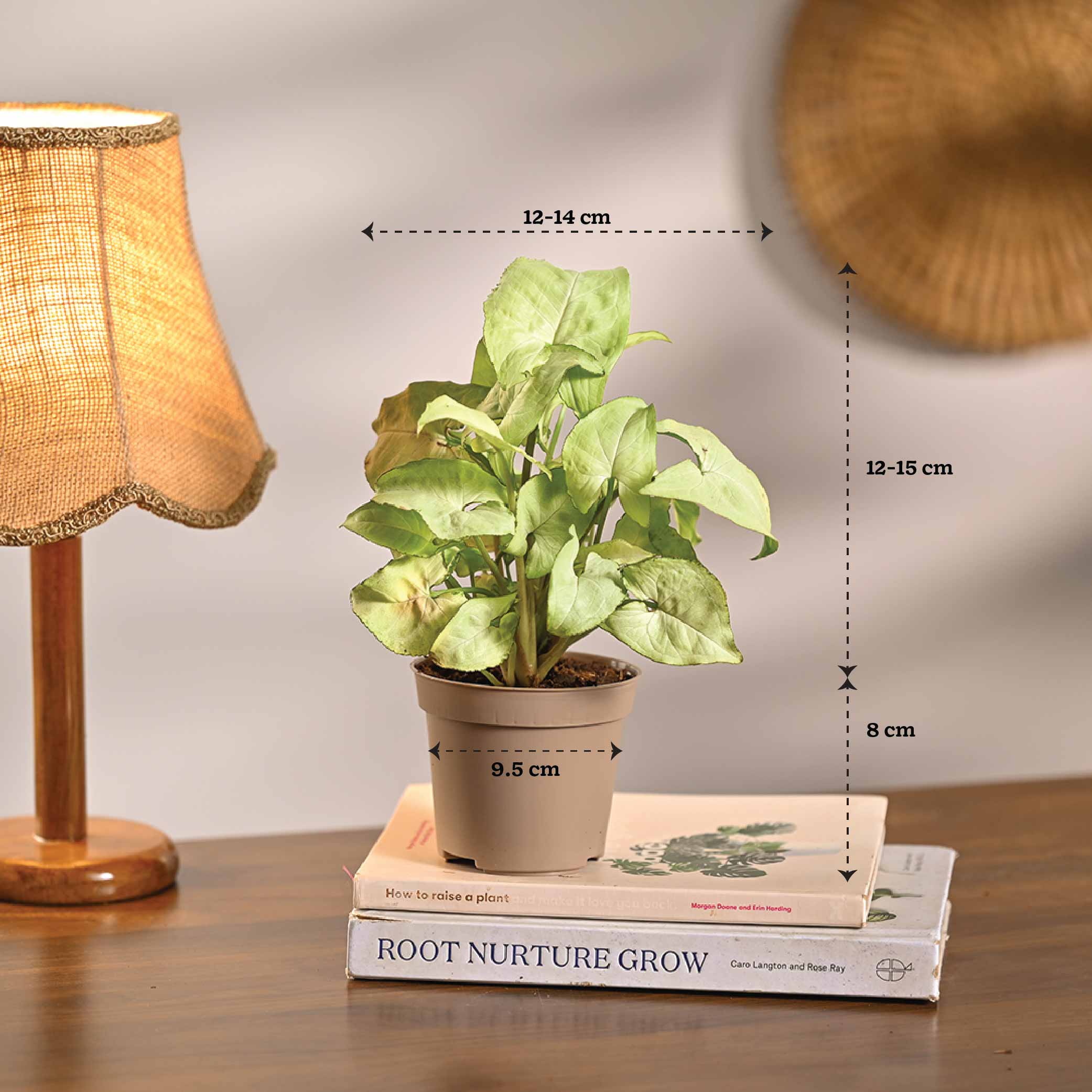 Pack of 4 Home Decor Plant Bundle - Image 9