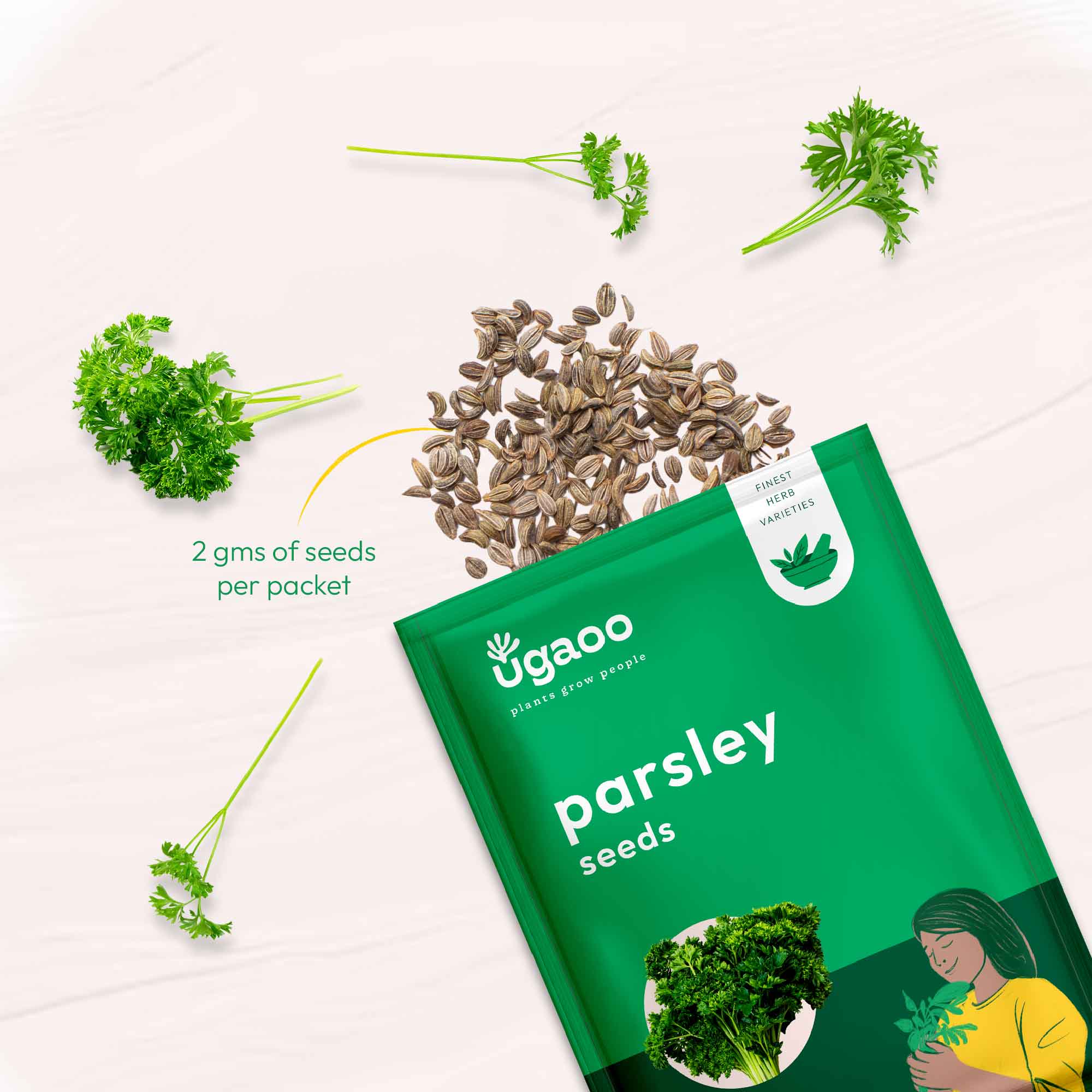 Parsley Seeds - Image 3