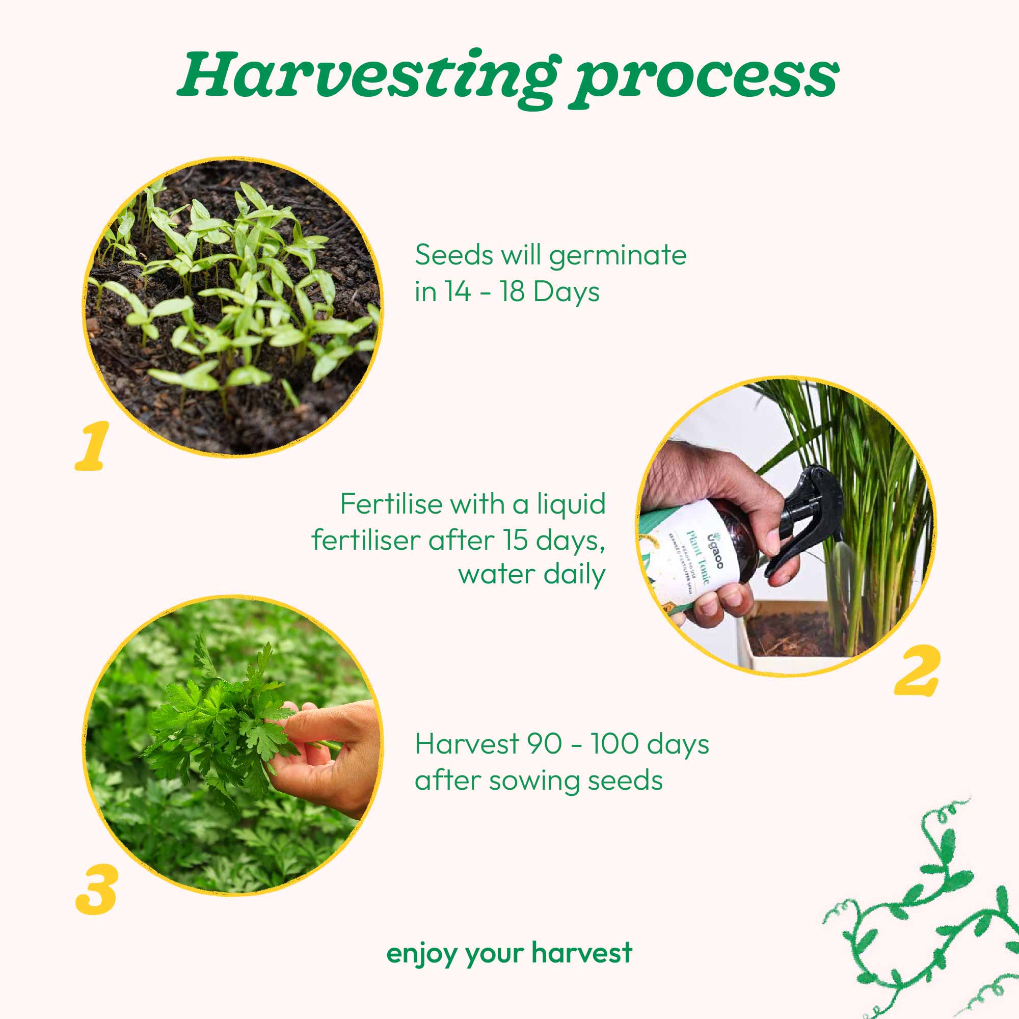 Parsley Seeds - Image 8