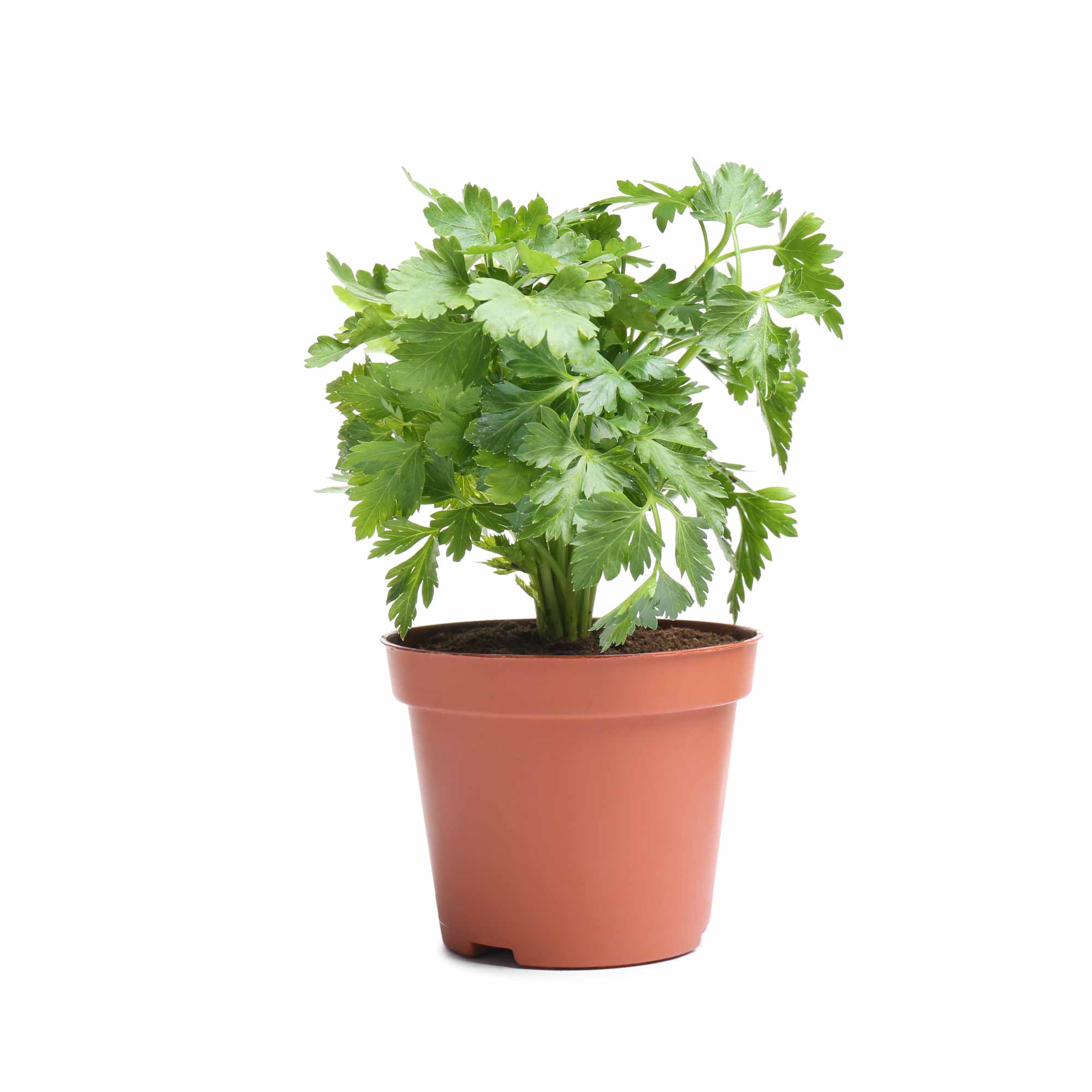 Parsley Seeds - Image 9