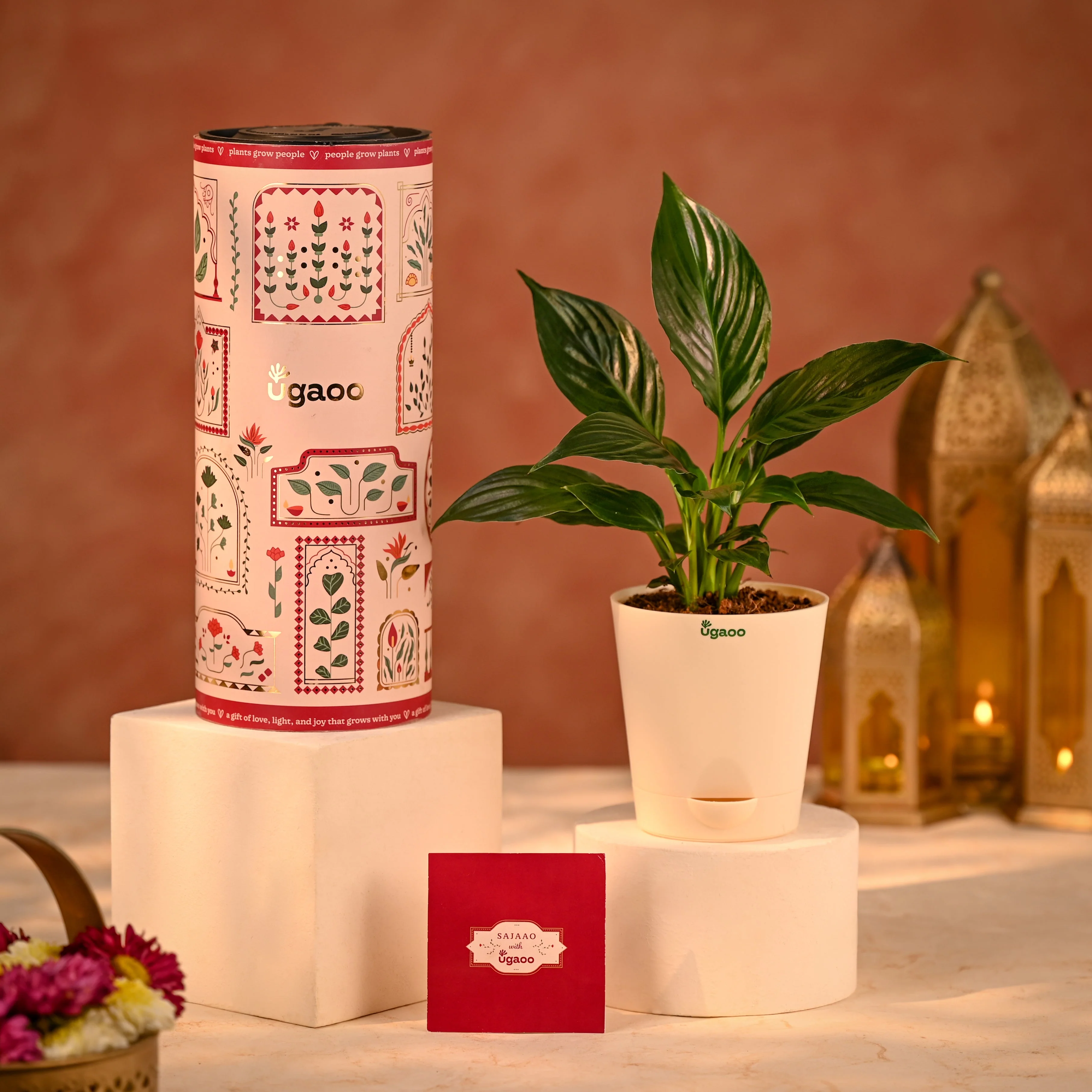 Peace Lily Eco-Friendly Diwali Gift
