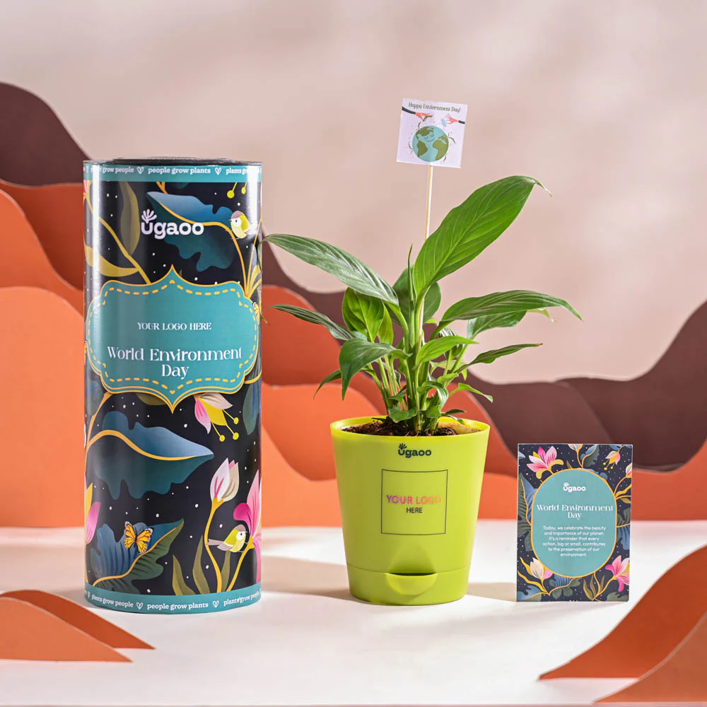 Peace Lily For Environment Day Gifting - Image 14