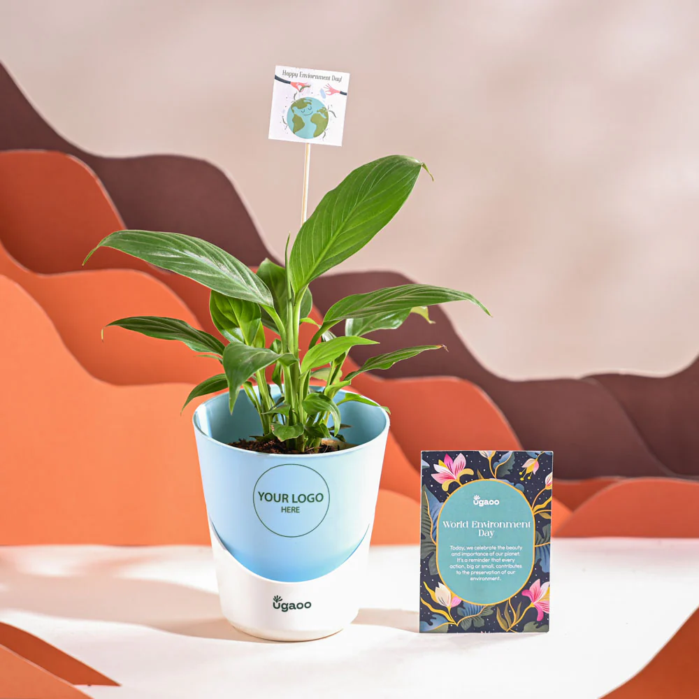 Peace Lily For Environment Day Gifting - Image 20