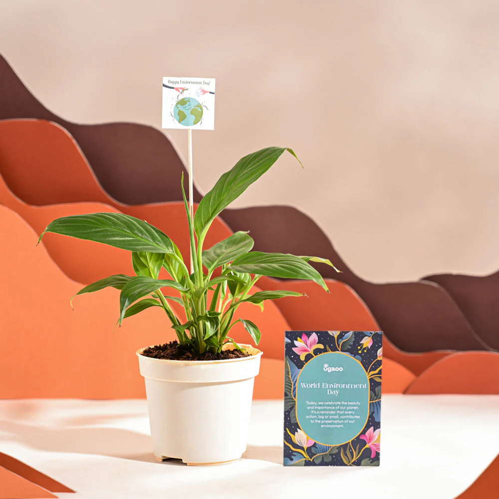 Peace Lily For Environment Day Gifting - Image 26