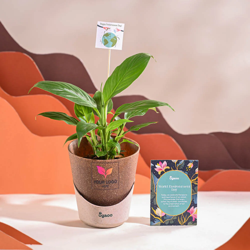 Peace Lily For Environment Day Gifting - Image 31