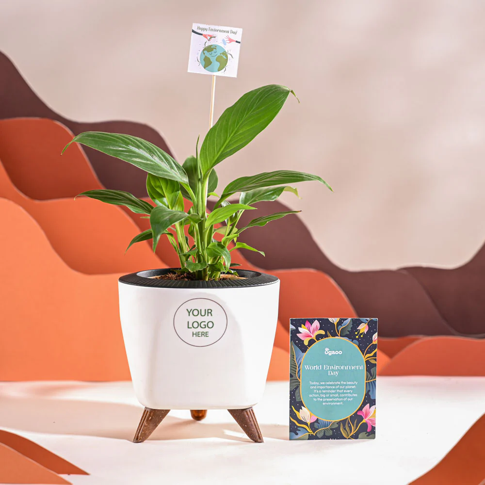 Peace Lily For Environment Day Gifting - Image 37