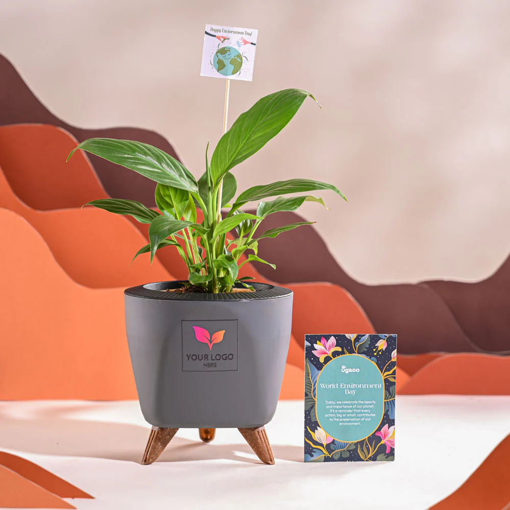 Peace Lily For Environment Day Gifting - Image 43