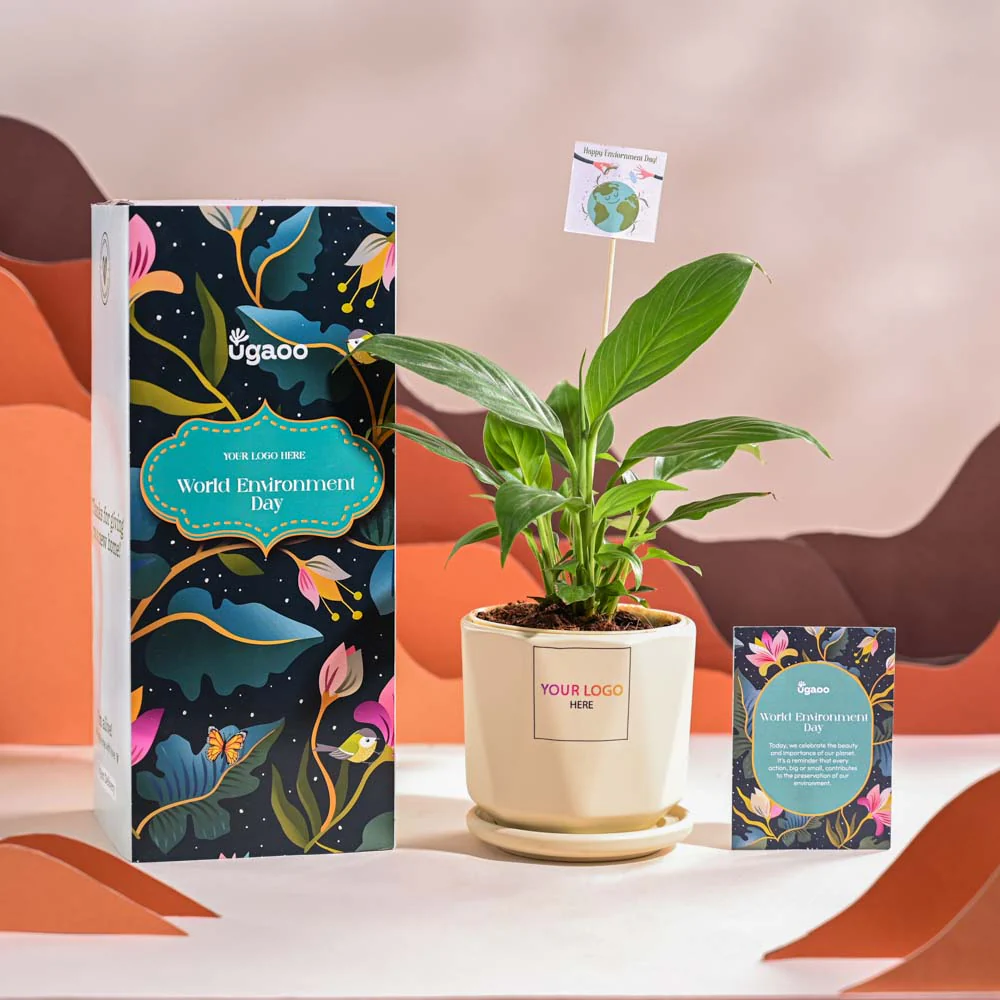 Peace Lily For Environment Day Gifting - Image 61