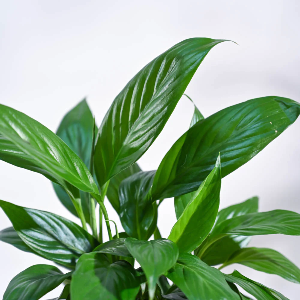 Peace Lily For Environment Day Gifting - Image 66