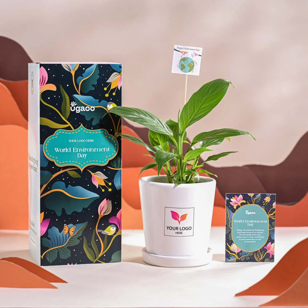 Peace Lily For Environment Day Gifting - Image 67