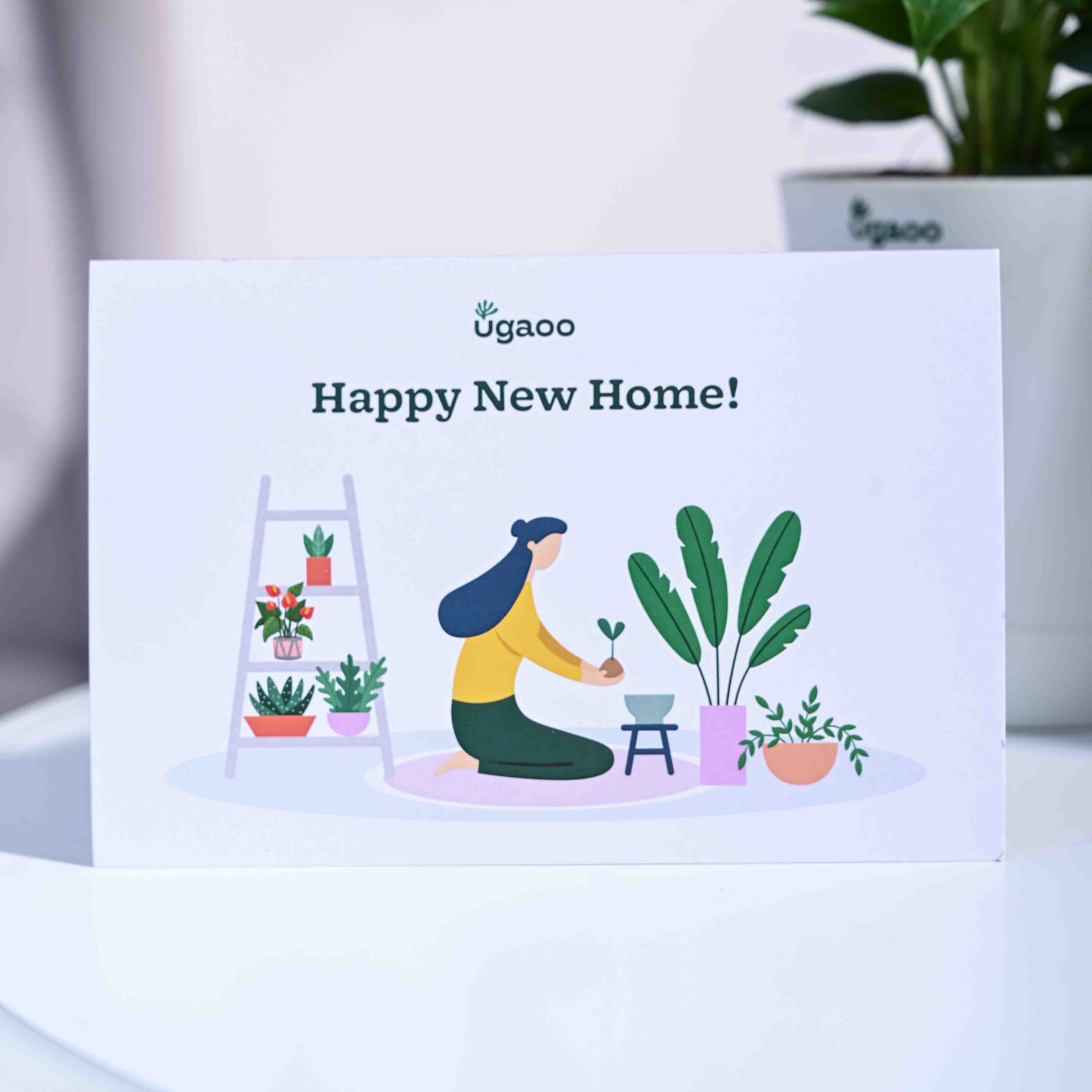 Peace Lily Housewarming Gift Hamper - Image 4