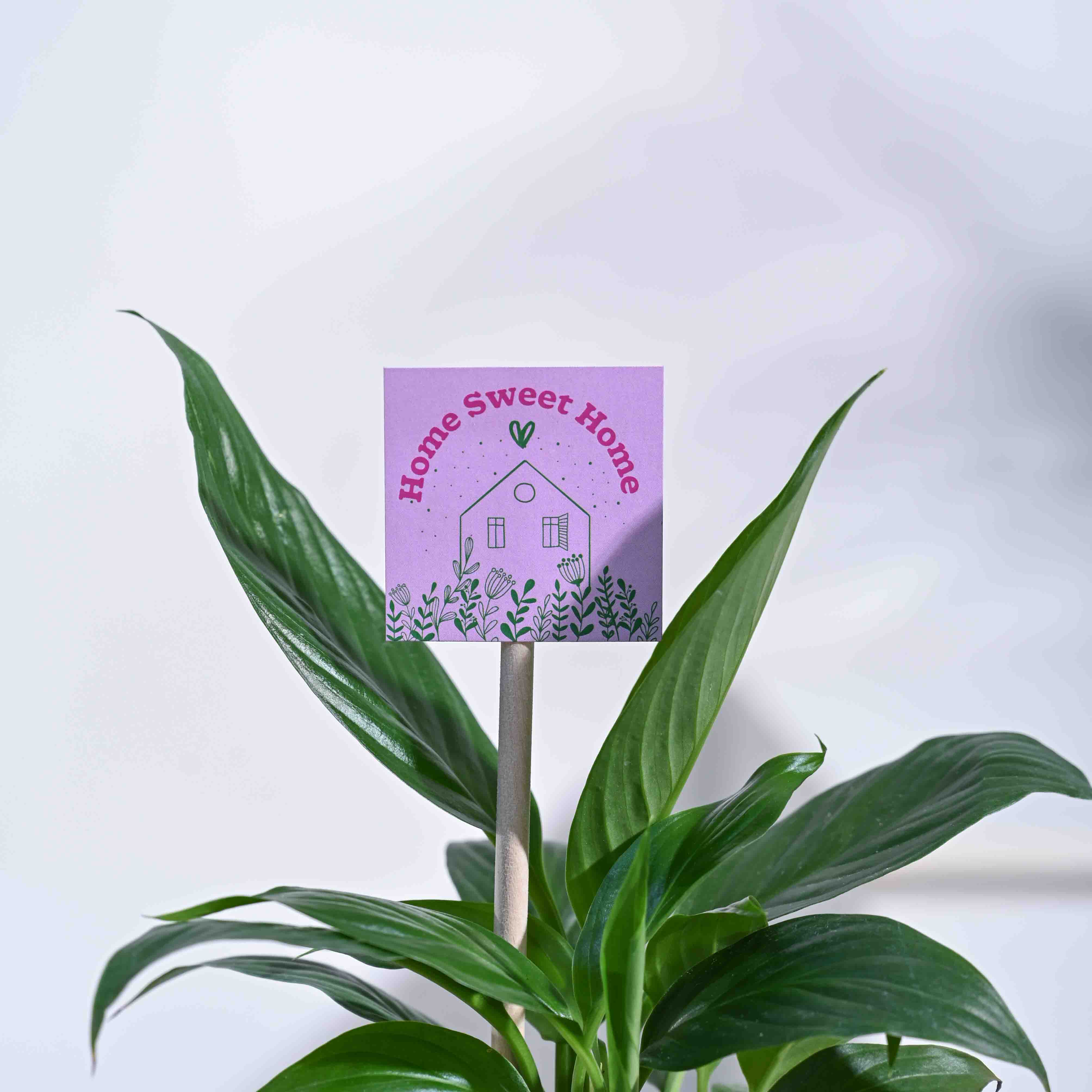 Peace Lily Housewarming Gift Hamper - Image 5