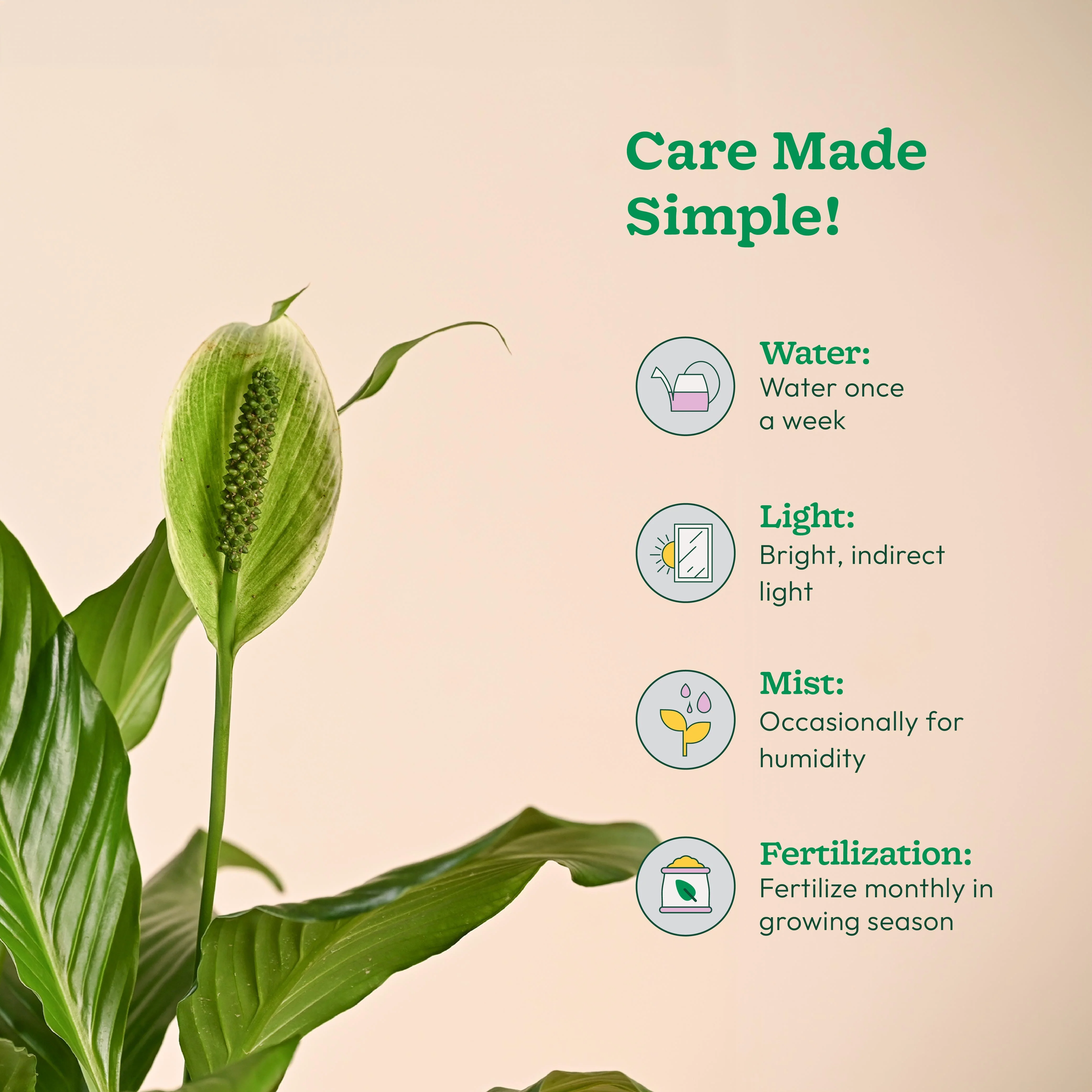 Peace Lily Large (Spathiphyllum Sensation) - Image 3