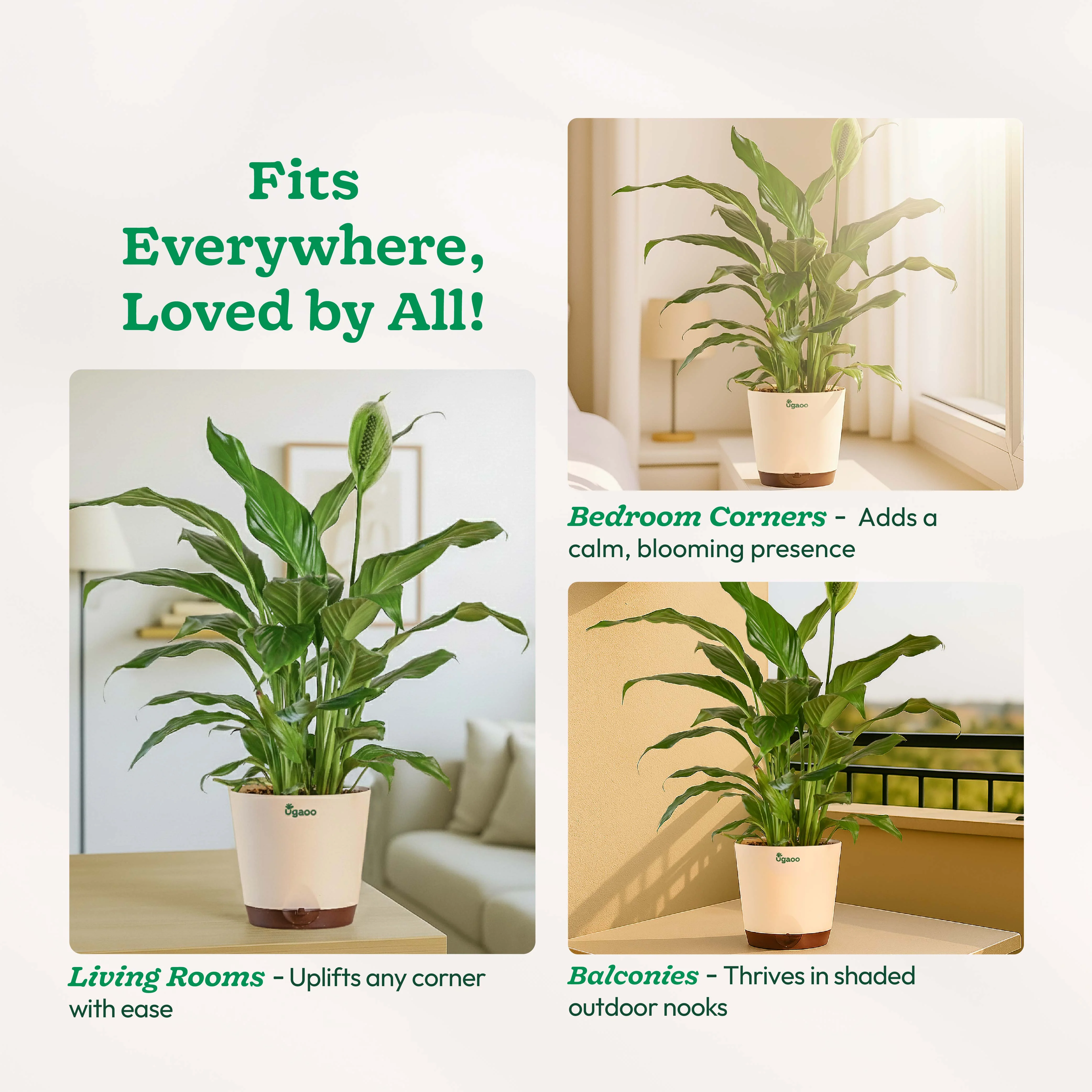 Peace Lily Large (Spathiphyllum Sensation) - Image 5