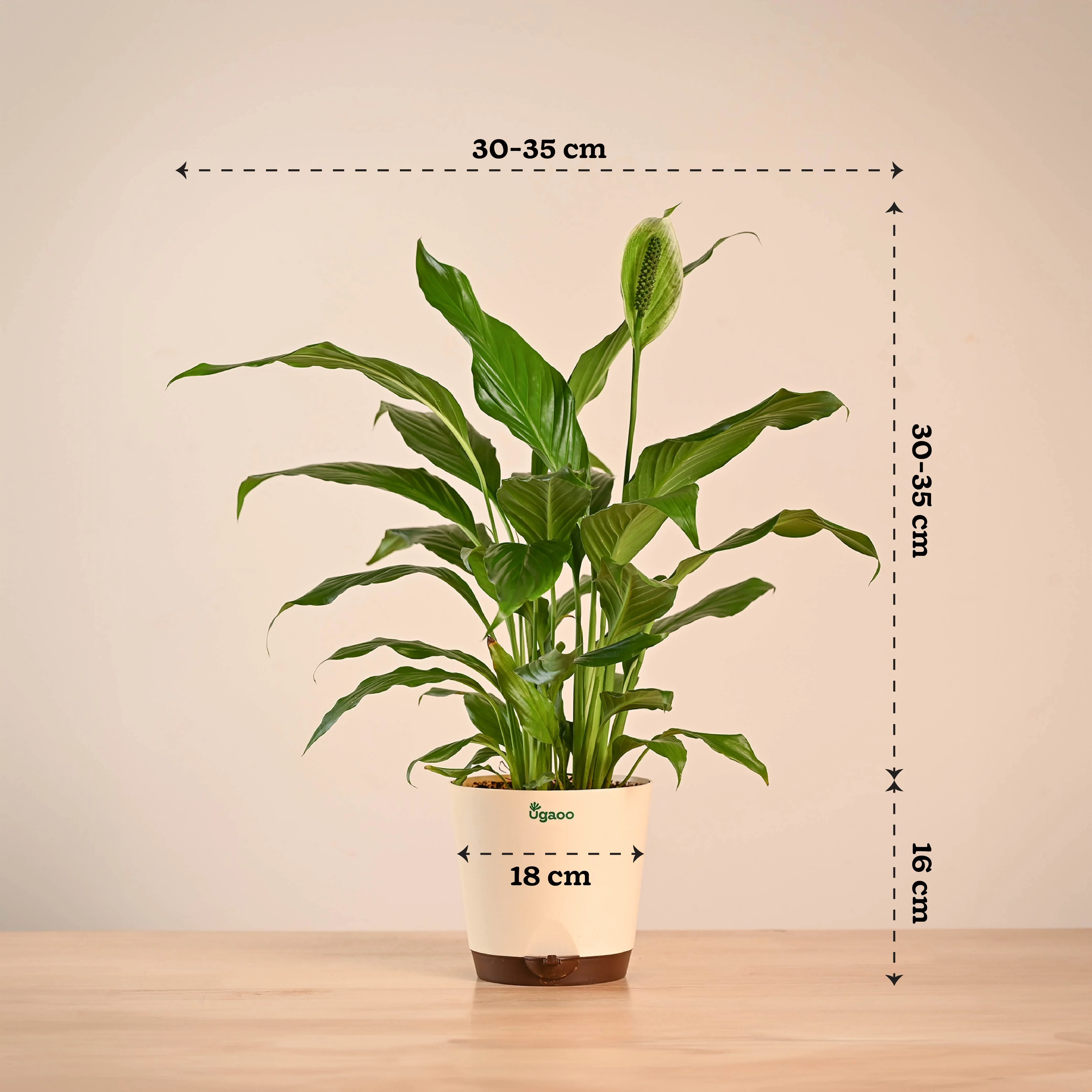 Peace Lily Large (Spathiphyllum Sensation) - Image 7