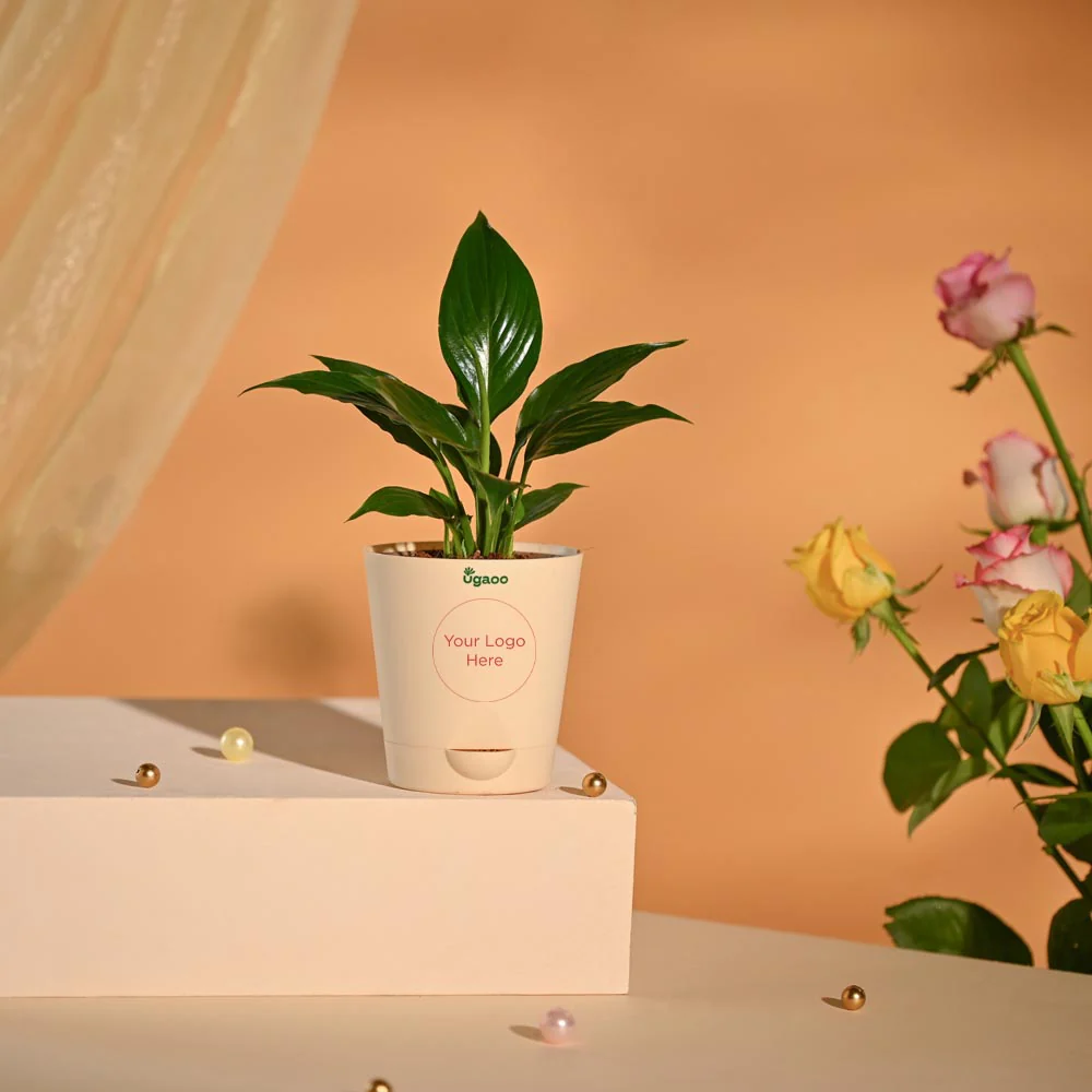 Peace Lily Luxury New Year Corporate Hamper - Image 3