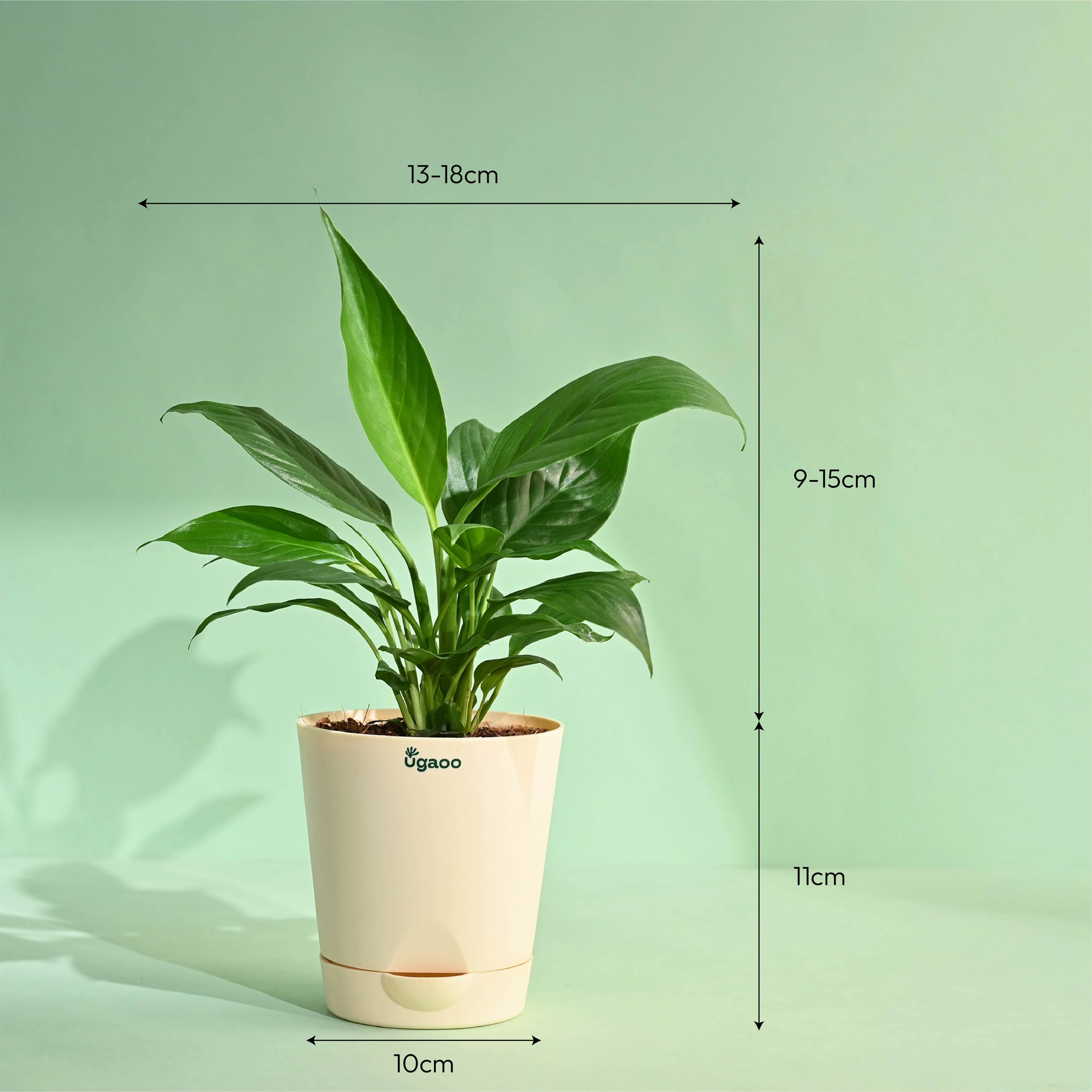 Peace Lily - Mother's Day Gift - Image 4