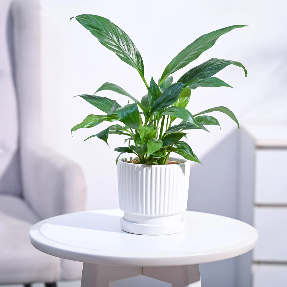 Peace Lily Plant - Image 10