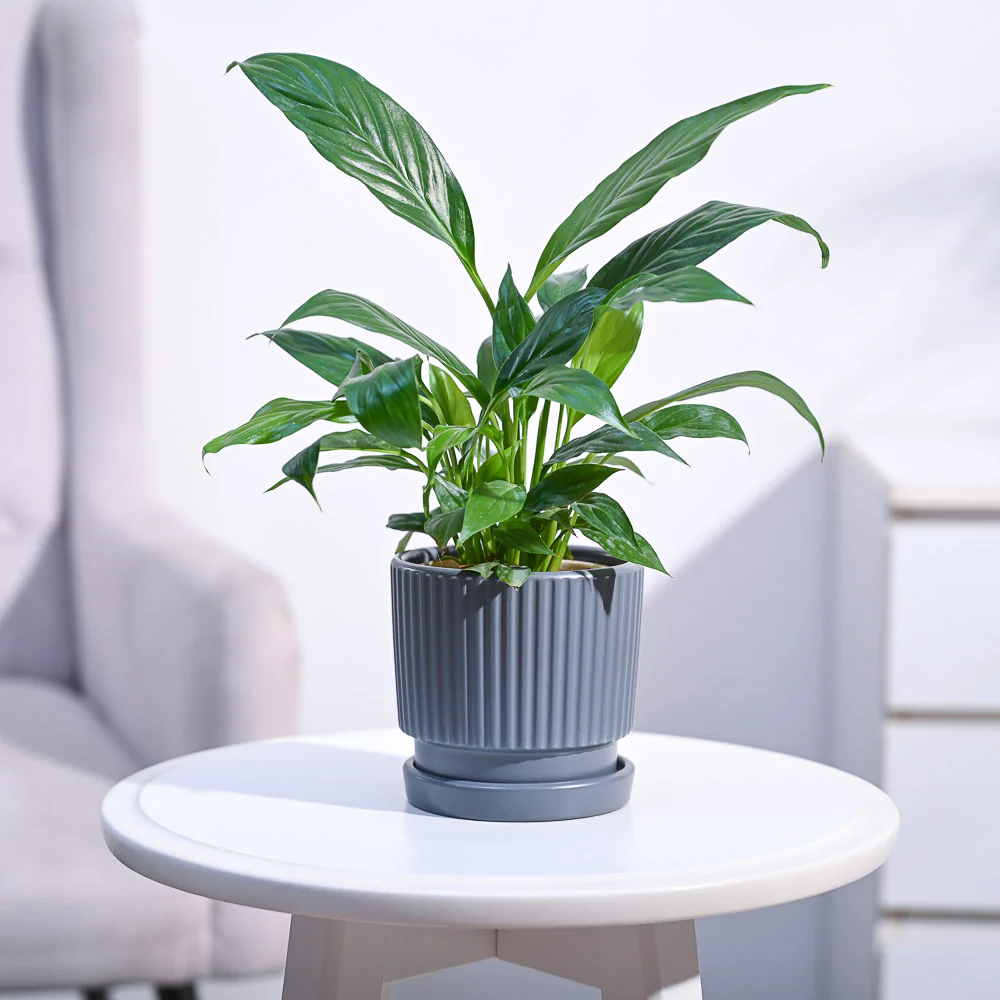 Peace Lily Plant - Image 14