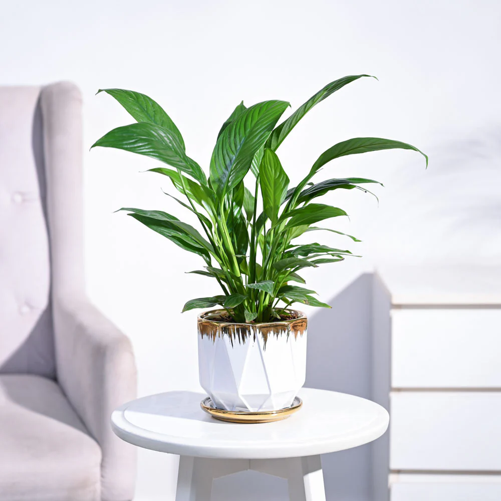 Peace Lily Plant - Image 29
