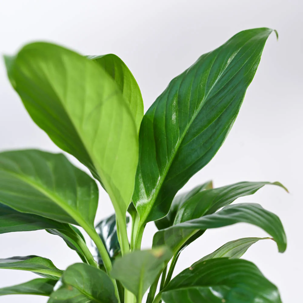 Peace Lily Plant - Image 31