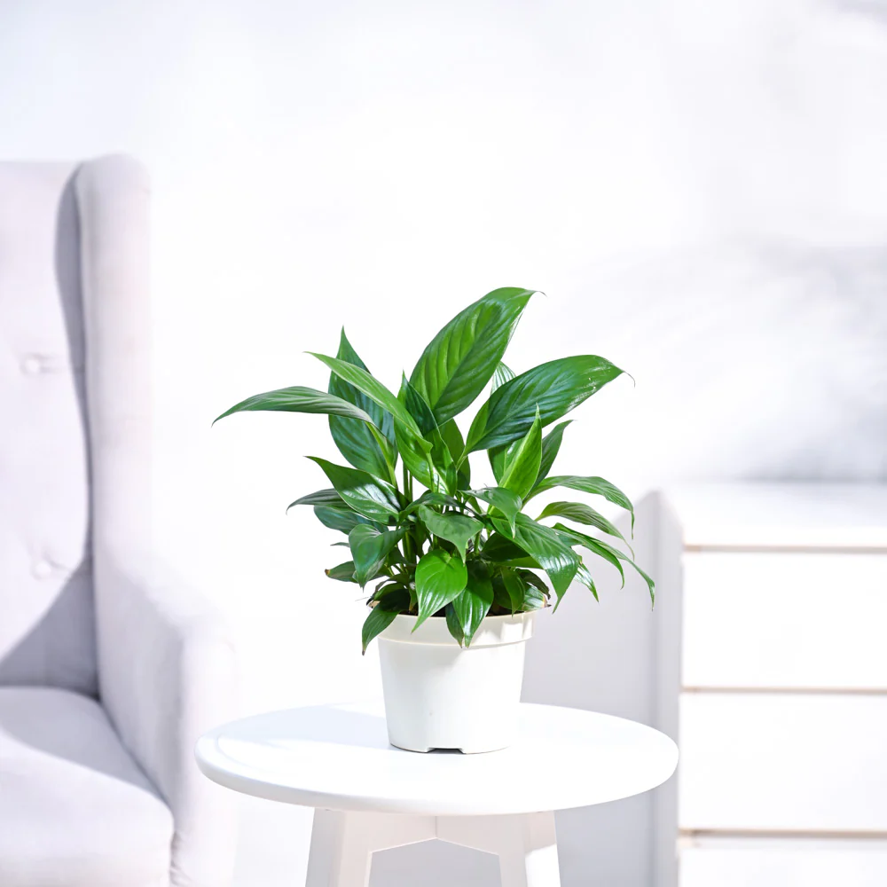 Peace Lily Plant - Image 32