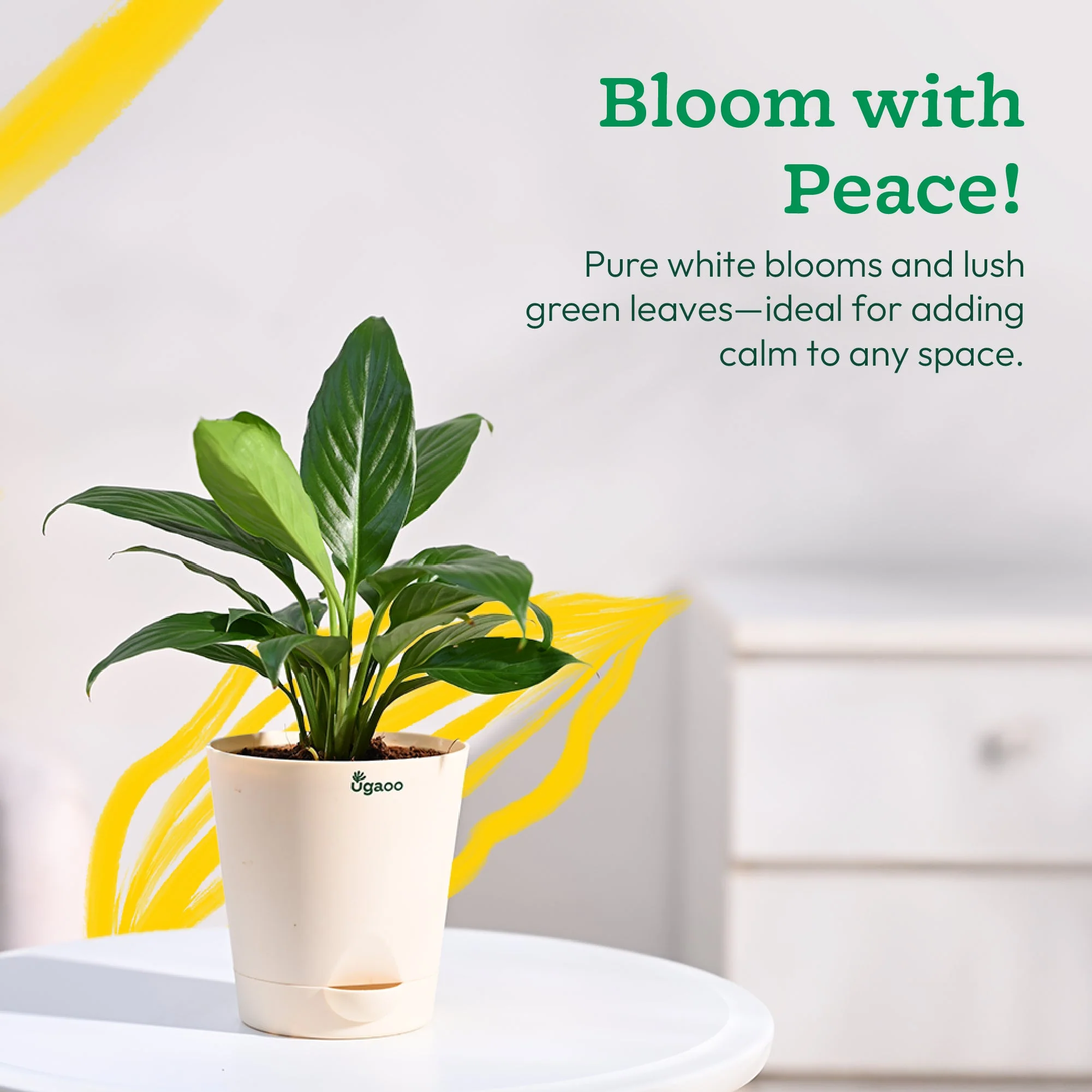 Peace Lily Plant - Image 38