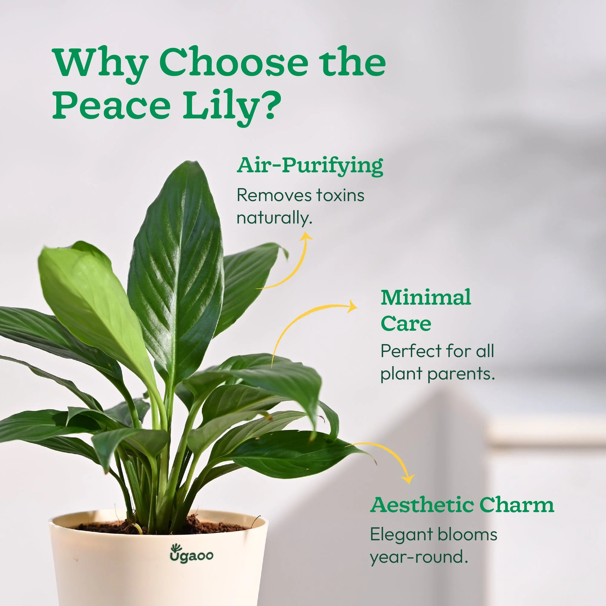 Peace Lily Plant - Image 40