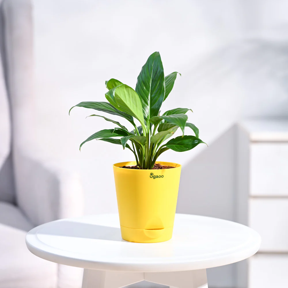 Peace Lily Plant - Image 41