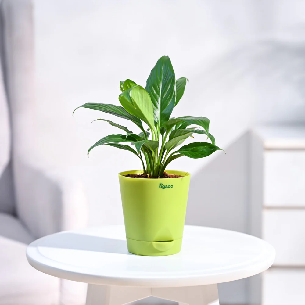 Peace Lily Plant - Image 45