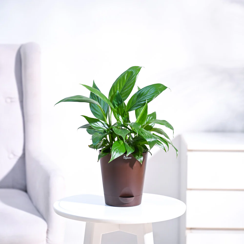 Peace Lily Plant - Image 49