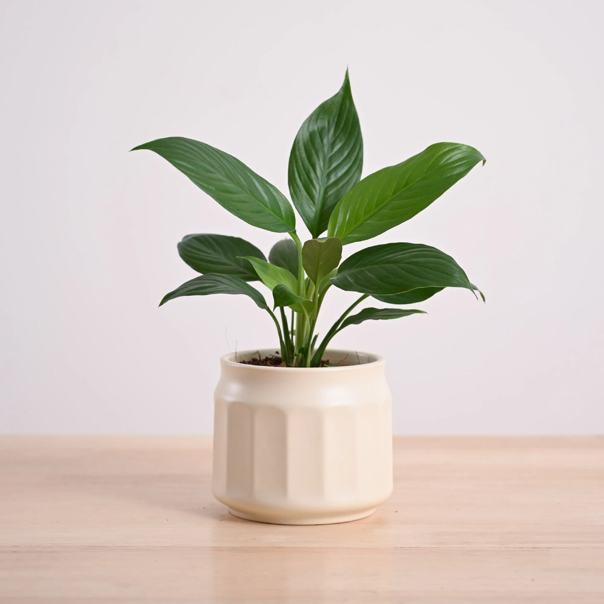 Peace Lily Plant - Image 53