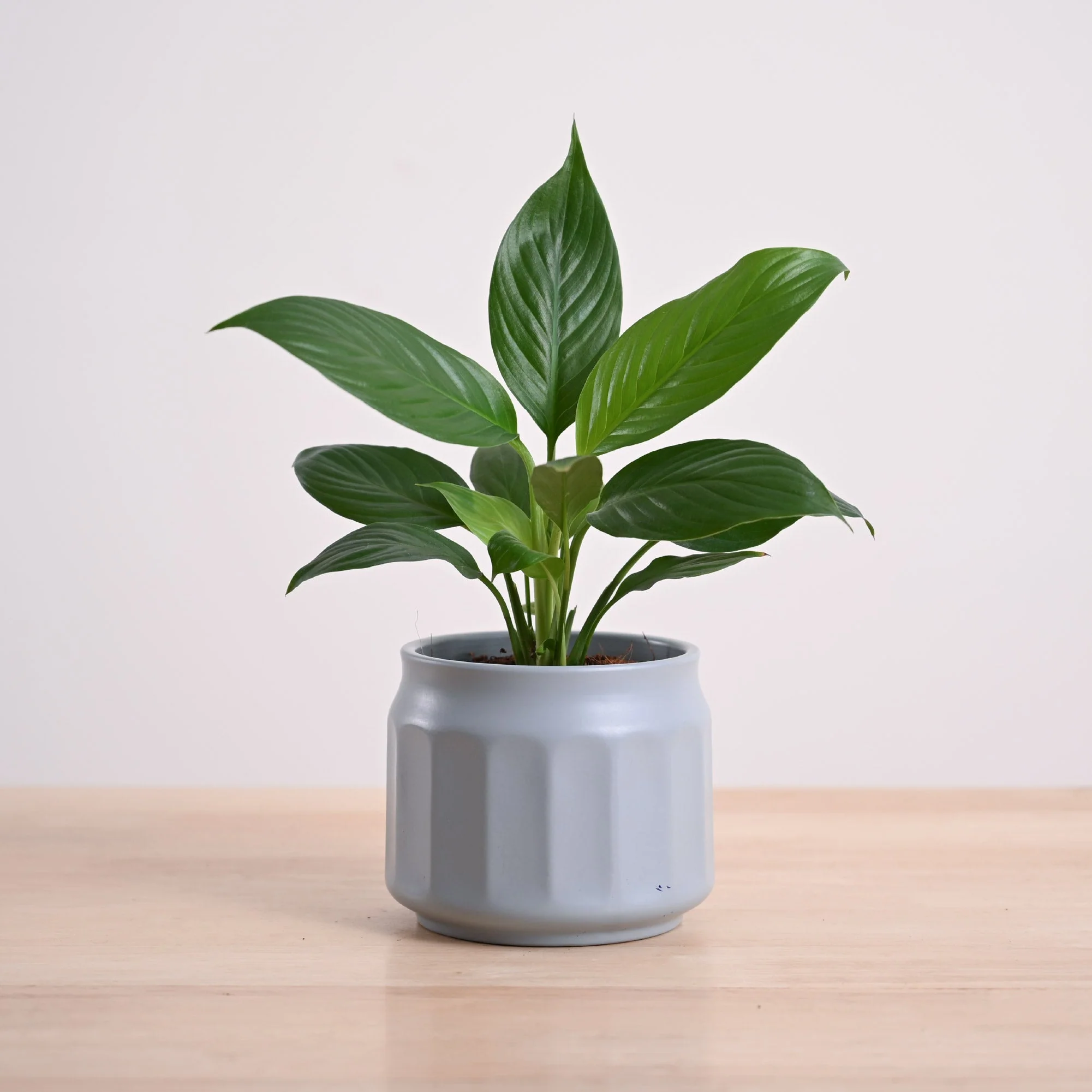 Peace Lily Plant - Image 55