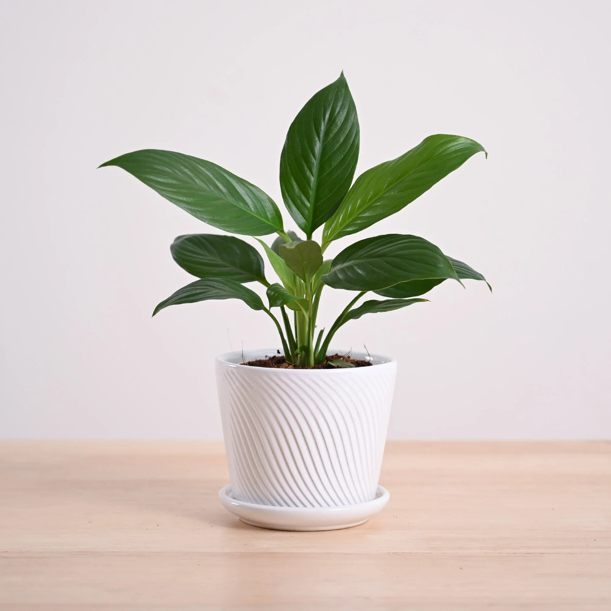 Peace Lily Plant - Image 56