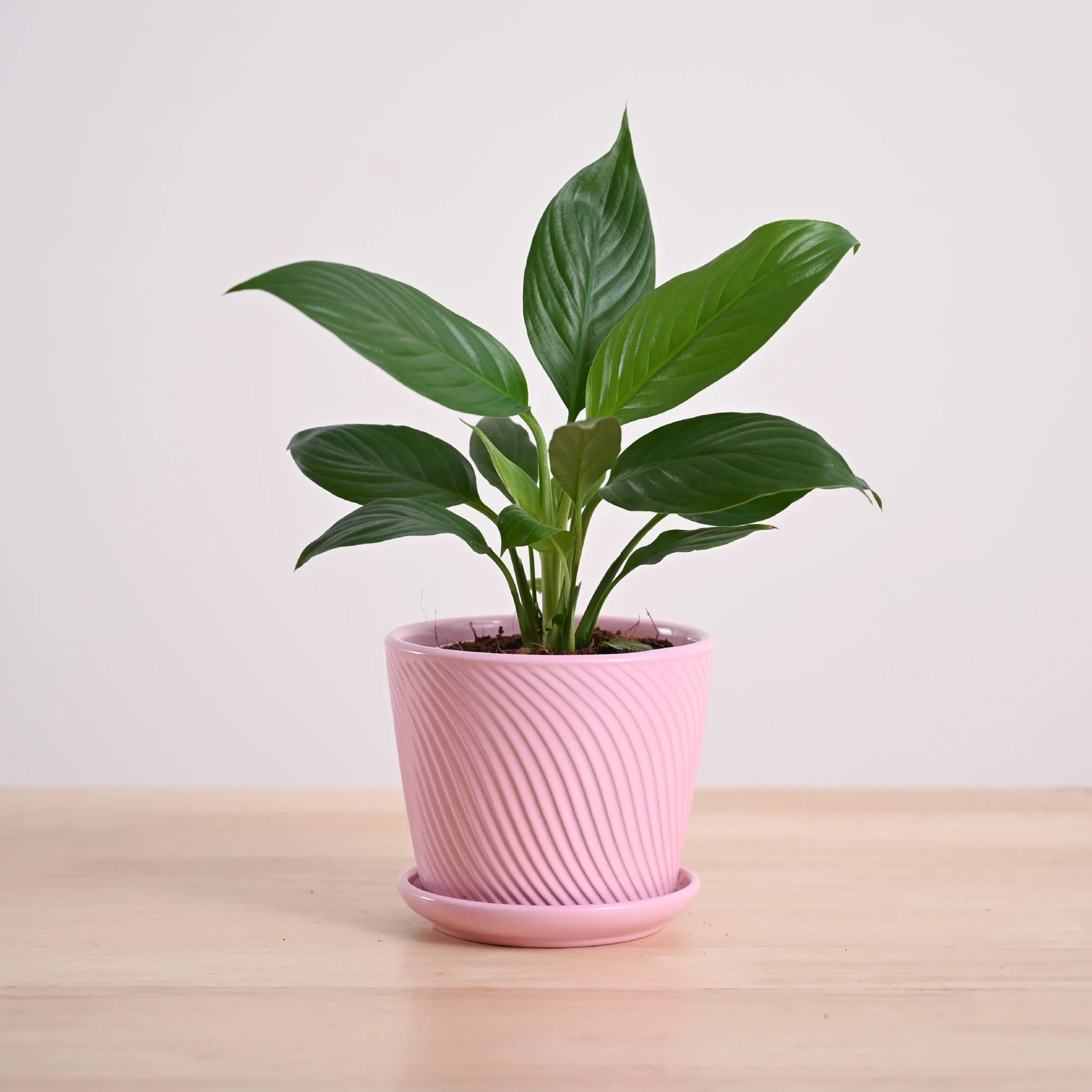 Peace Lily Plant - Image 57