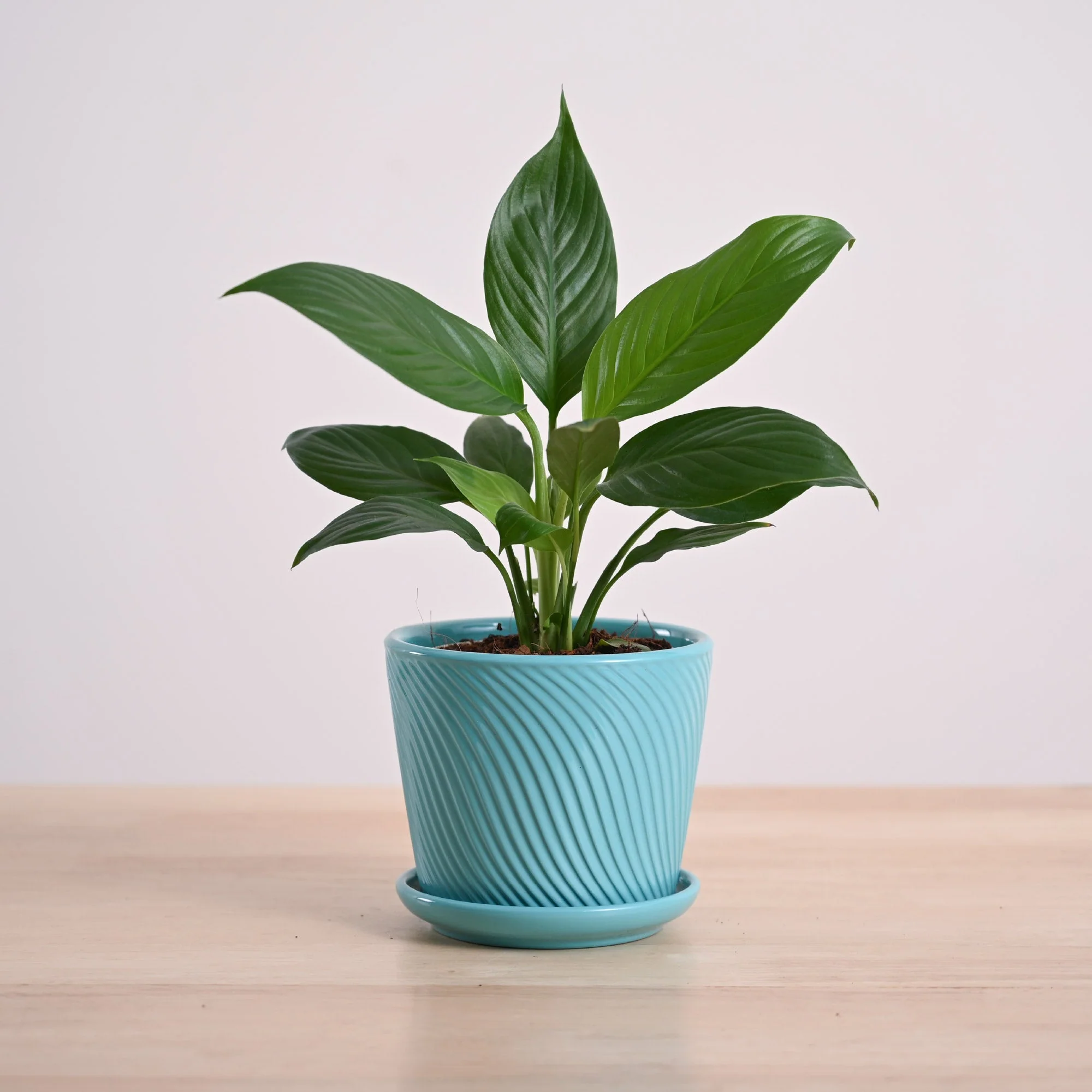Peace Lily Plant - Image 59
