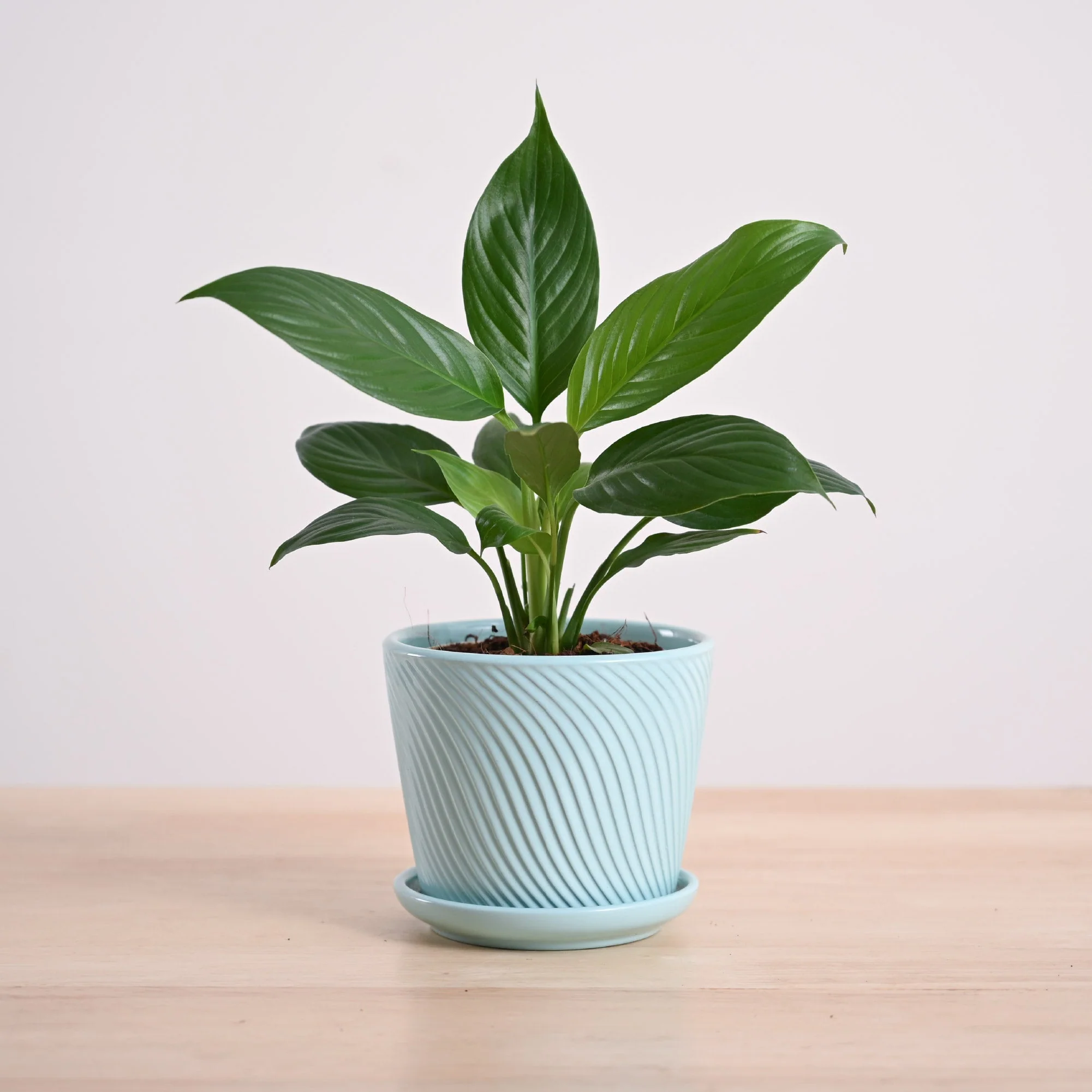Peace Lily Plant - Image 60