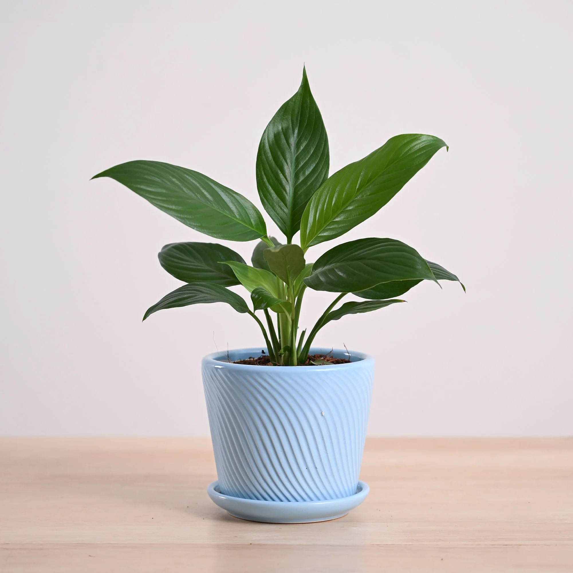 Peace Lily Plant - Image 61