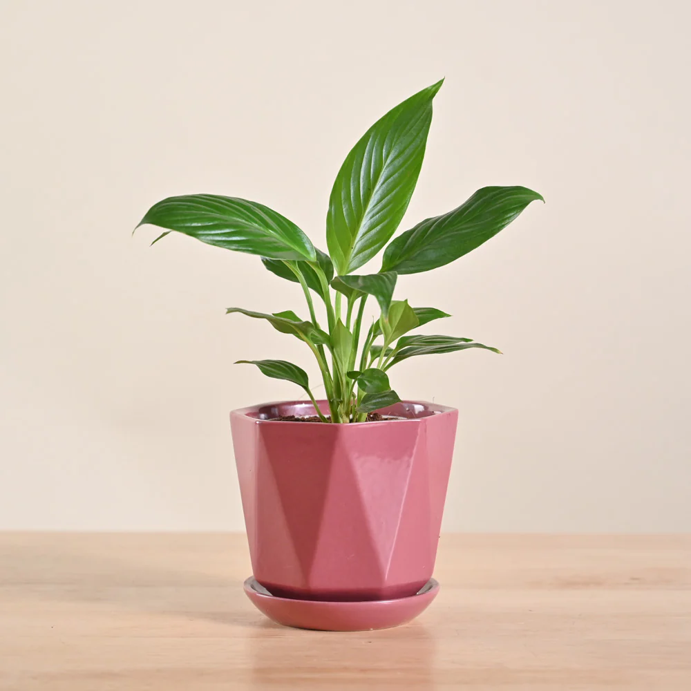 Peace Lily Plant - Image 63