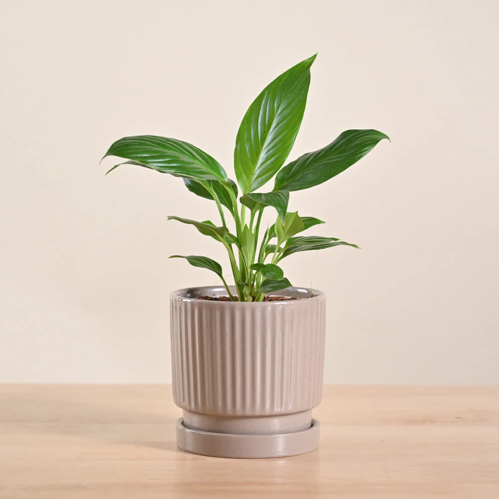Peace Lily Plant - Image 64