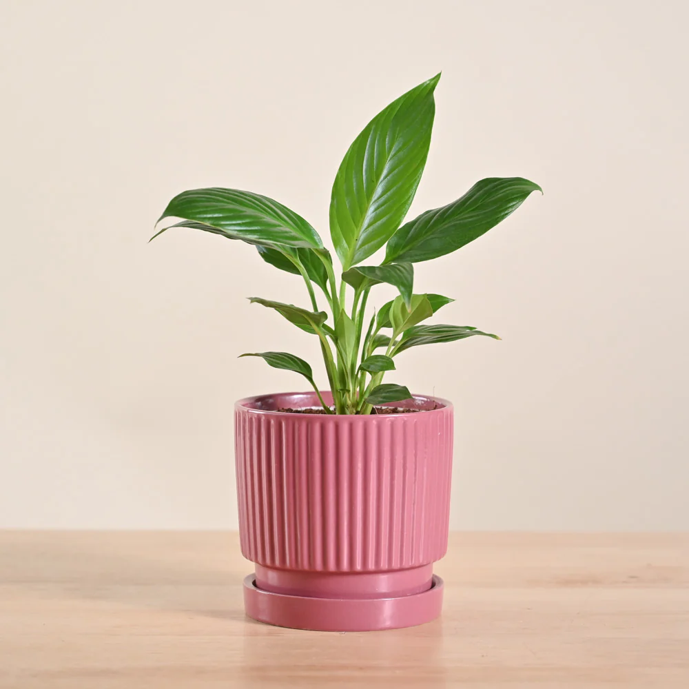 Peace Lily Plant - Image 65
