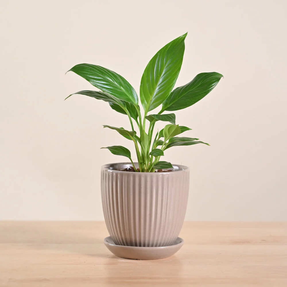 Peace Lily Plant - Image 67