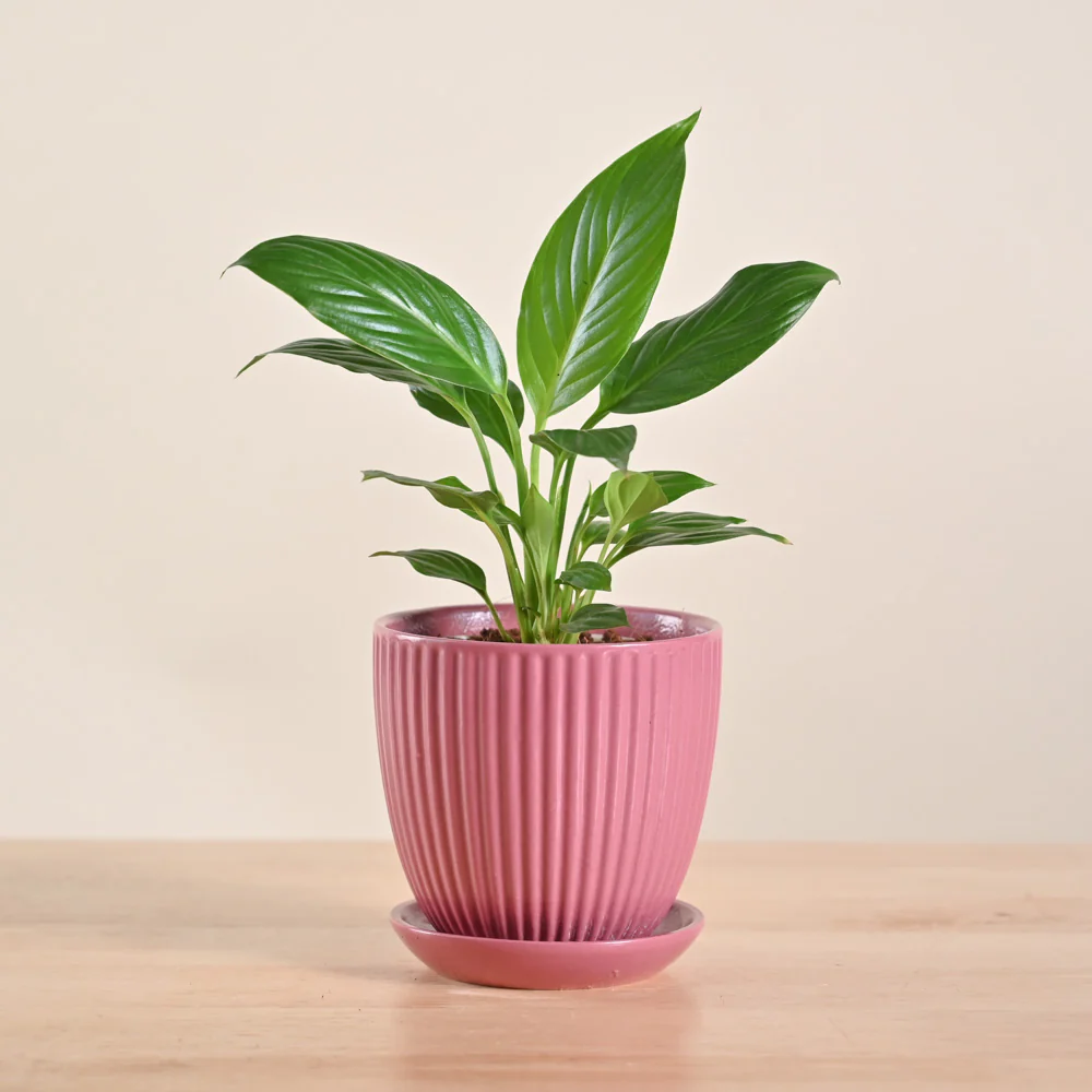 Peace Lily Plant - Image 68