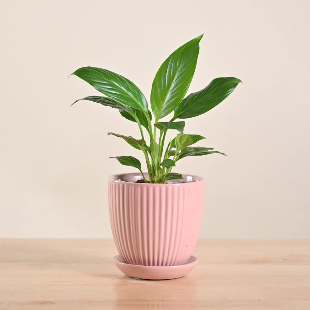 Peace Lily Plant - Image 69