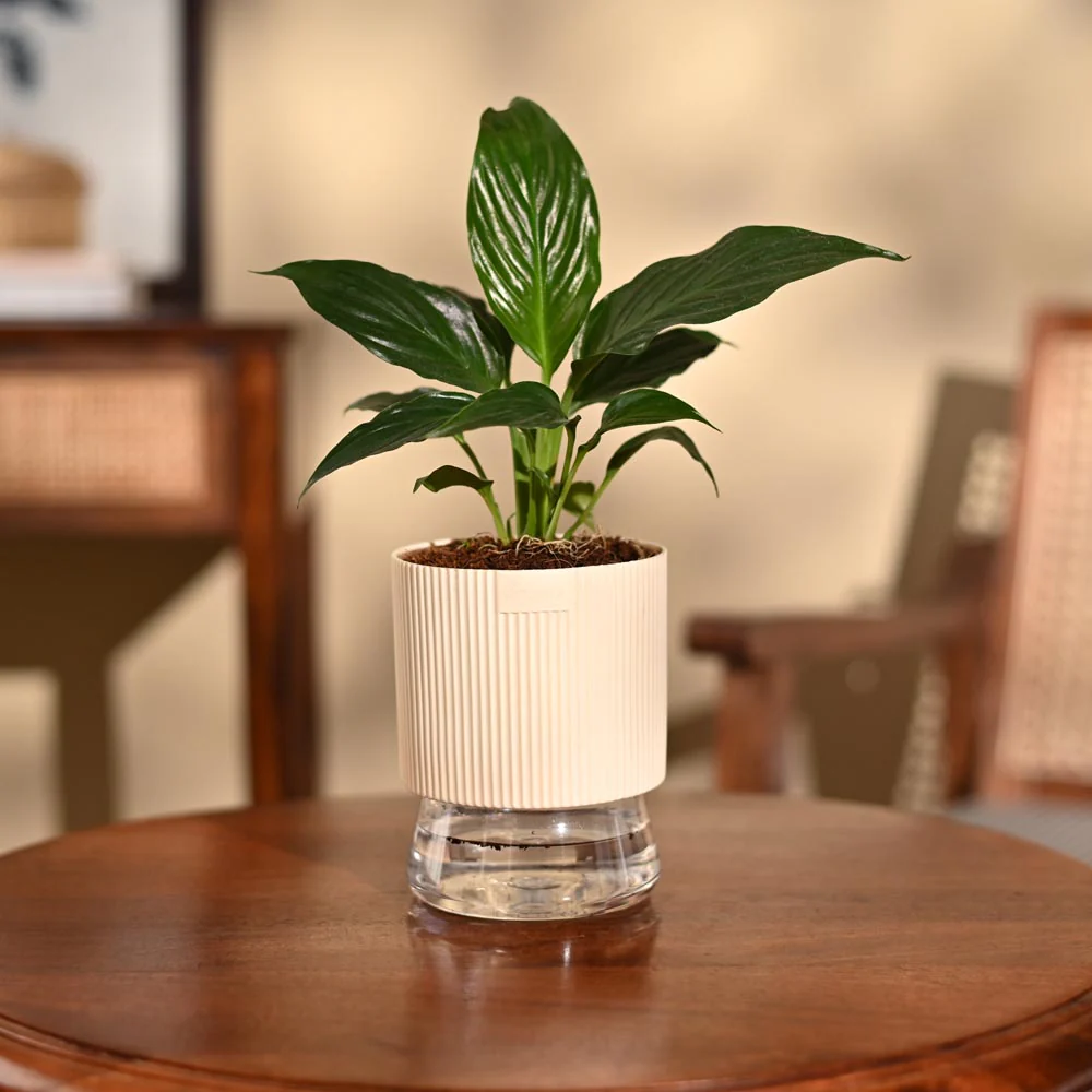 Peace Lily Plant - Image 71
