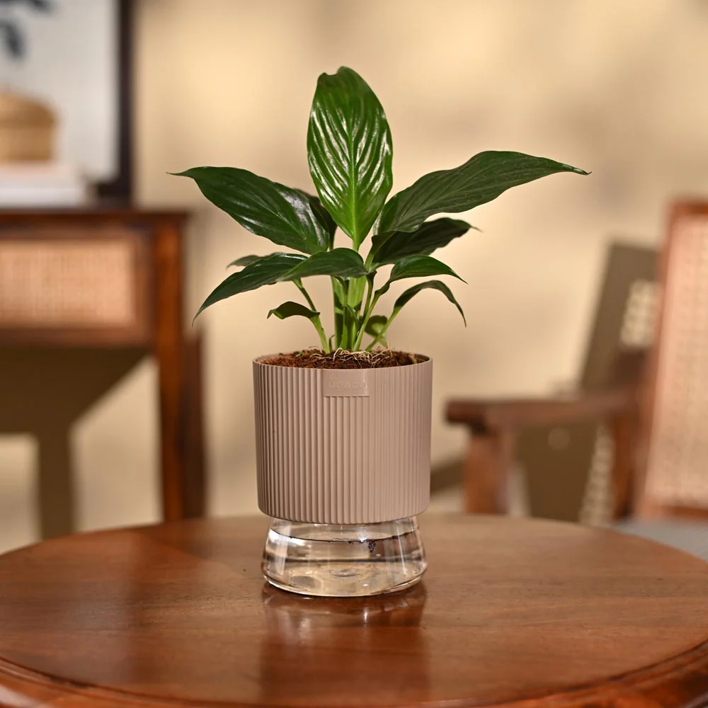 Peace Lily Plant - Image 72