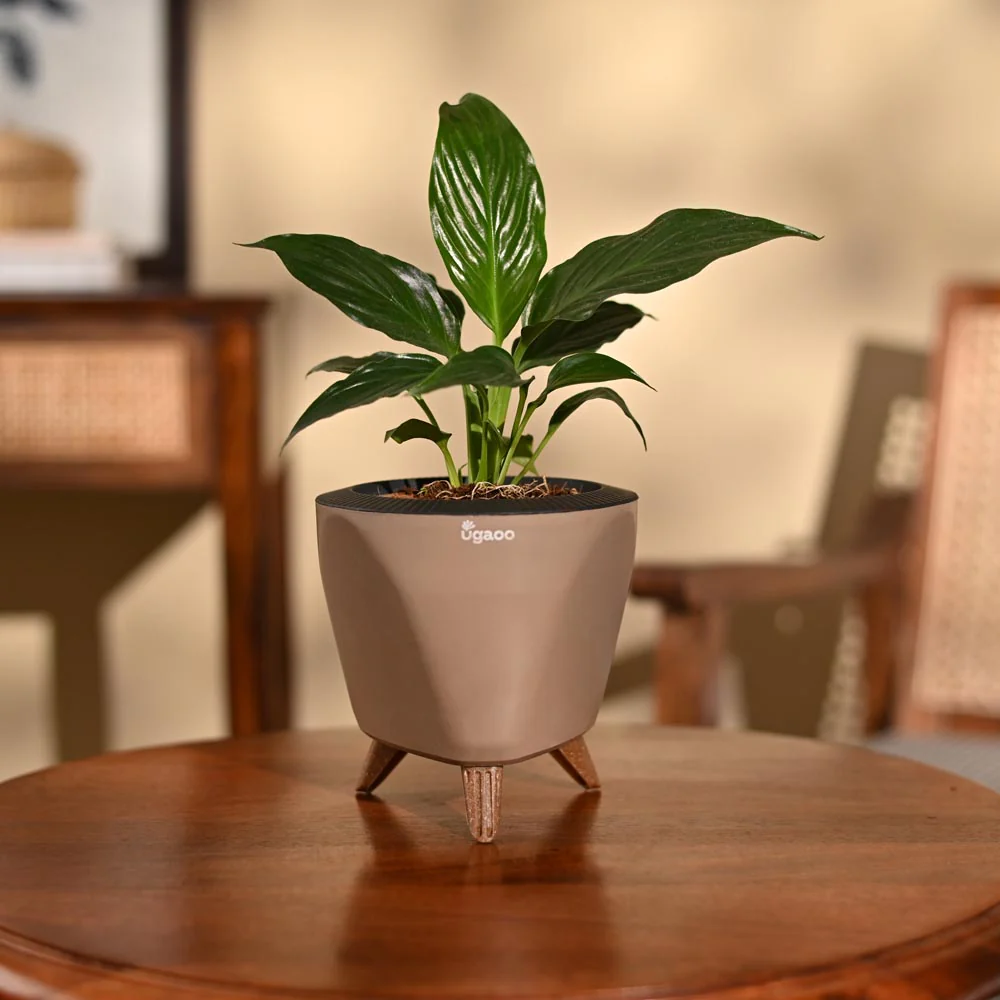 Peace Lily Plant - Image 73