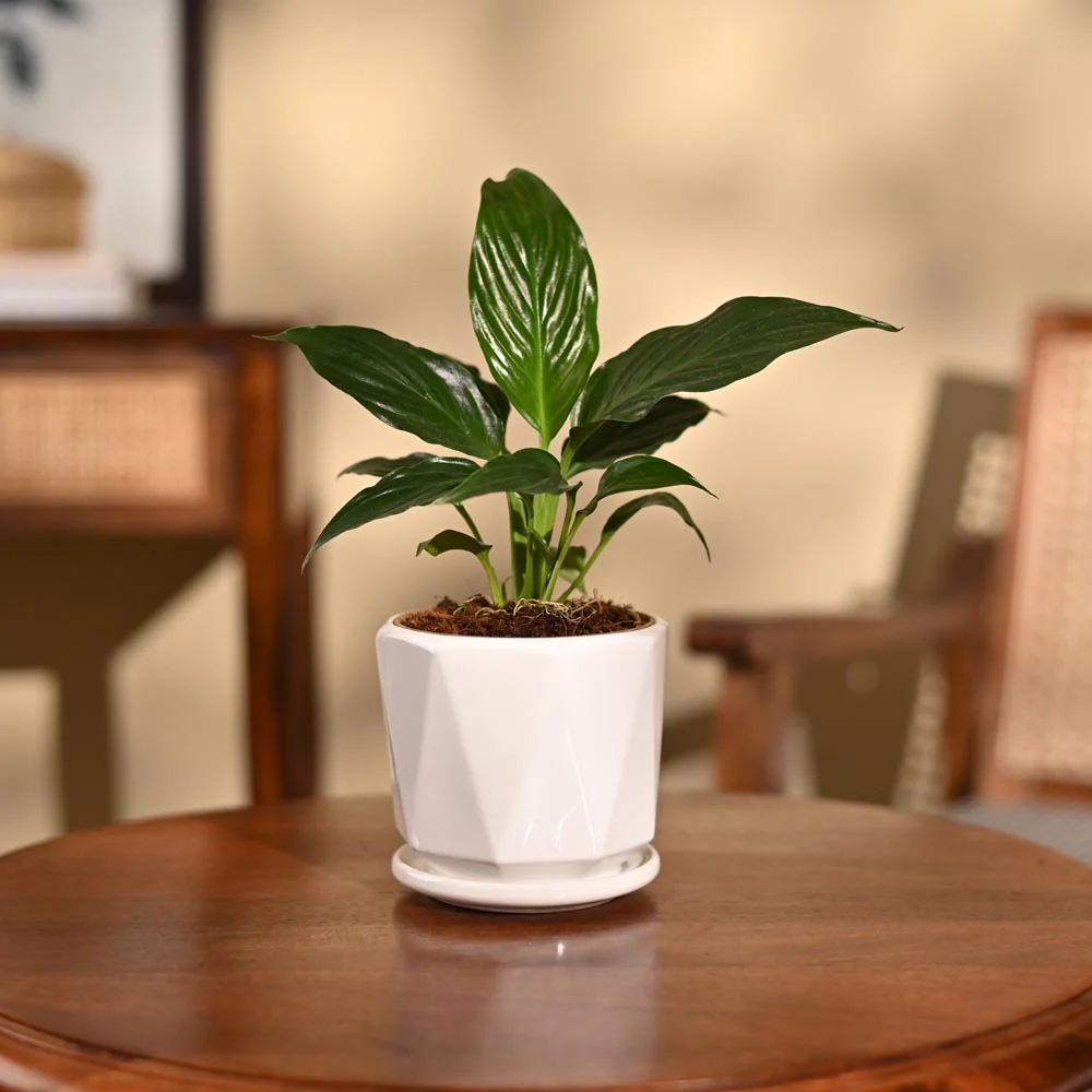 Peace Lily Plant - Image 74