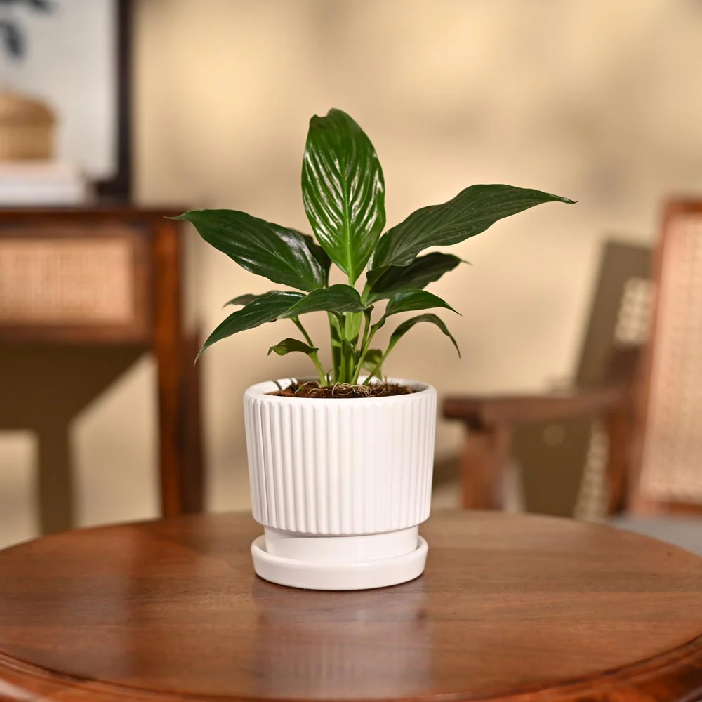 Peace Lily Plant - Image 75